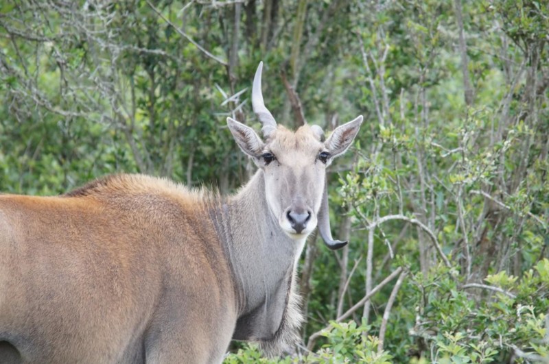 Elandantilopen är världens största antilop, en fullvuxen hane kan väga nästan 1000 kg. Vi fick se en ovanlig syn, en Elandantilop med ett böjt horn.