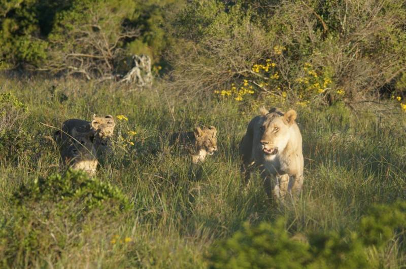 Vi fick se en lejonhona tillsammans med sina fyra ungar. En fantastisk upplevelse som är svår att beskriva.