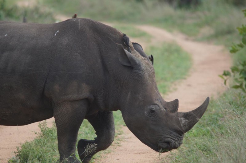 En noshörning korsar vägen inte långt från vår lodge, Black Rhino Lodge i Pilanesberg.