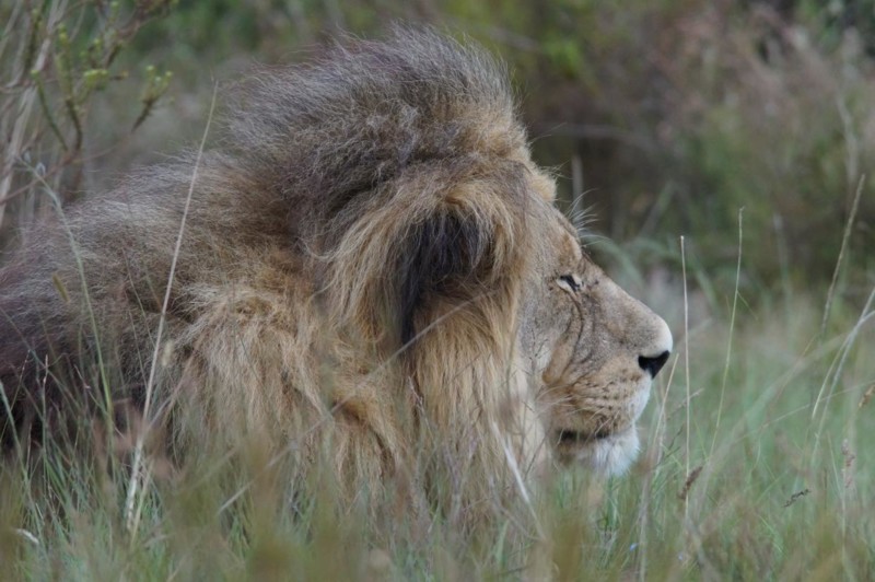 Att få möta en fullvuxen lejonhanne är en mäktig upplevelse, lejon det största kattdjuret i Afrika. En lejohanne kan väga upp till 270 kg.