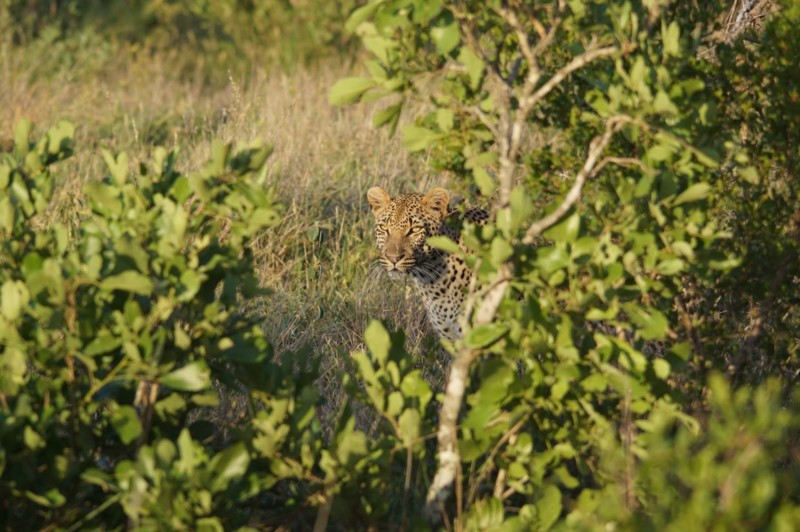 Under ett par minuter fick följa leoparden som rörde sig nära vårt fordon innan den hoppade upp i ett träd.