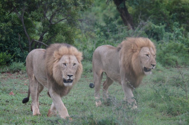 När man får se ett lejon i sin naturliga miljö förstå man varför de kallas för savannens konung.