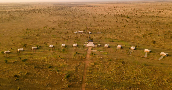 Dove Nest Serengeti