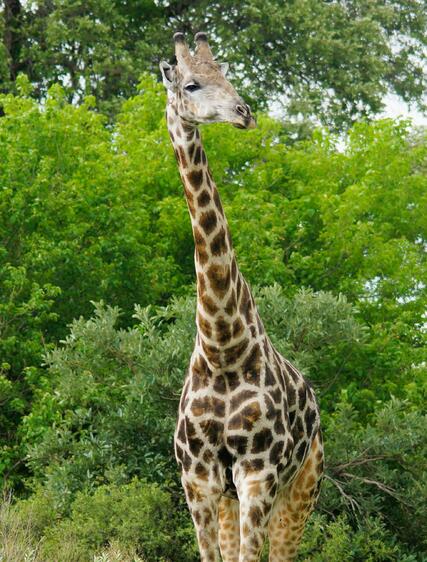 Masai Mara – safariäventyr i världsklass