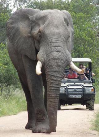 sydafrika safari resa