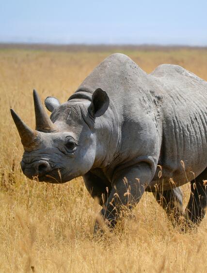 Kruger nationalpark – upplev ett legendariskt viltreservat