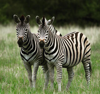 Påsk 2026 Ngorongoro, Serengeti & Zanzibar