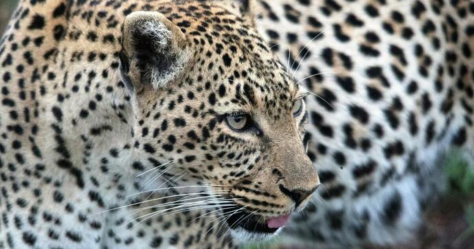 Siringit Serengeti Camp