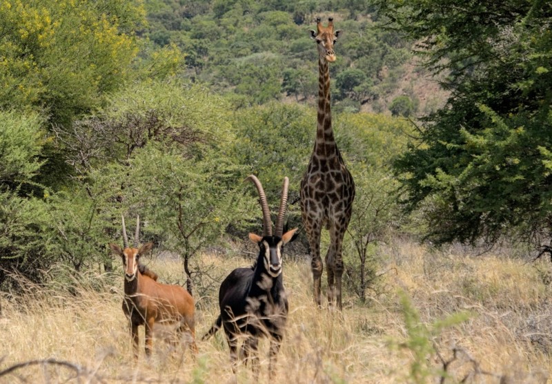 Shimba Hills är den enda parken i Kenya där den vackra sabelantilopen finns.