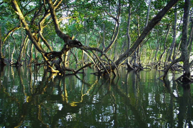 Fachineras av den unika naturen i mangroveträsken vid den Kenyanska kusten.