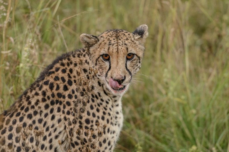 En leopard som slickar sig runt munnen under safari i Sydafrika.