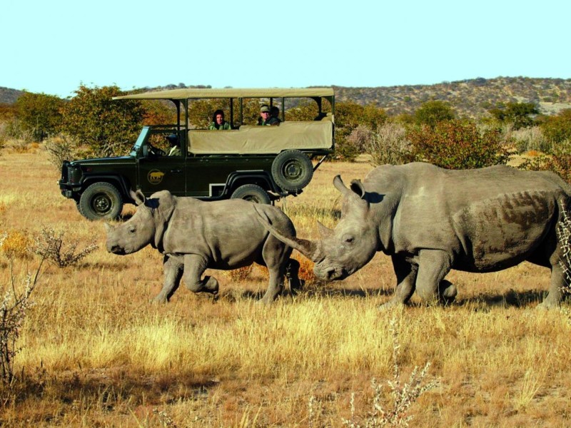 Noshörningar springer längs med safaribil i Sydafrika.