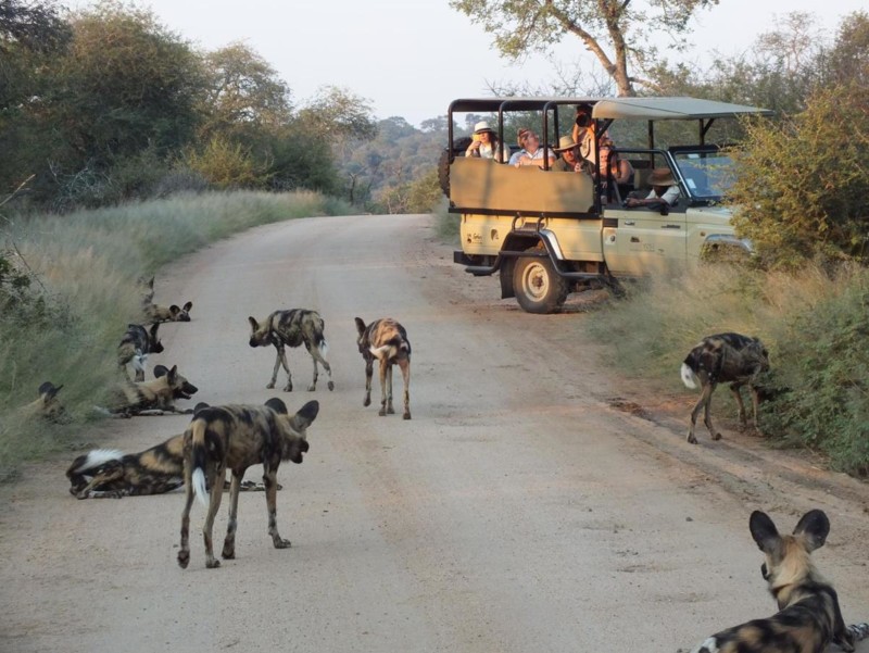 En safarijeep i Kruger, Sydafrika, omringad av vildhundar.