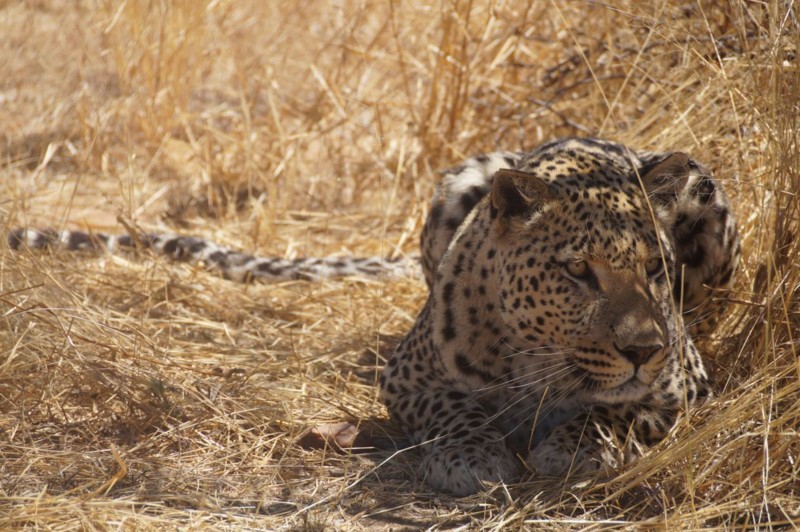 Leoparder är fantastiska djur som är ovanliga att få mer än en glimt av.